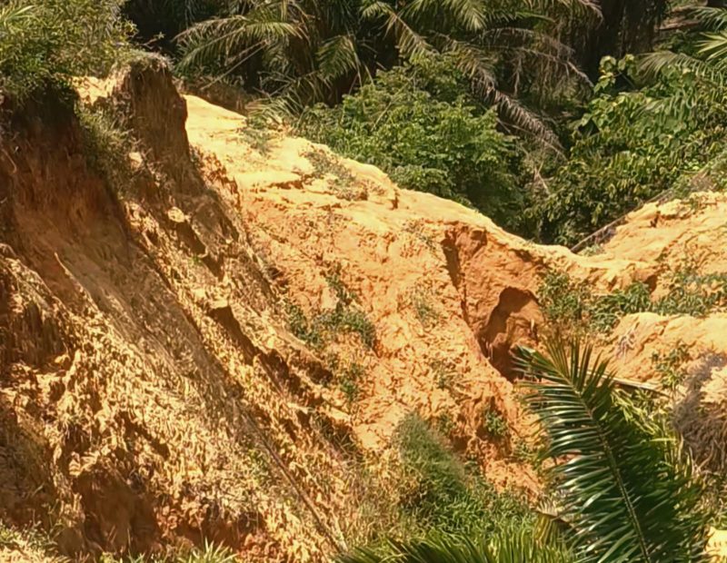 Ini titik longsor sudut lahan diduga milik Kebun B, sebuah perkebunan kelapa sawit berskala besar tanpa HGU di Dusun Sungaidua-Aekkorsik, Desa Sabungan, Kec Sungaikanan, Labusel. Foto: D|maruli siregar
